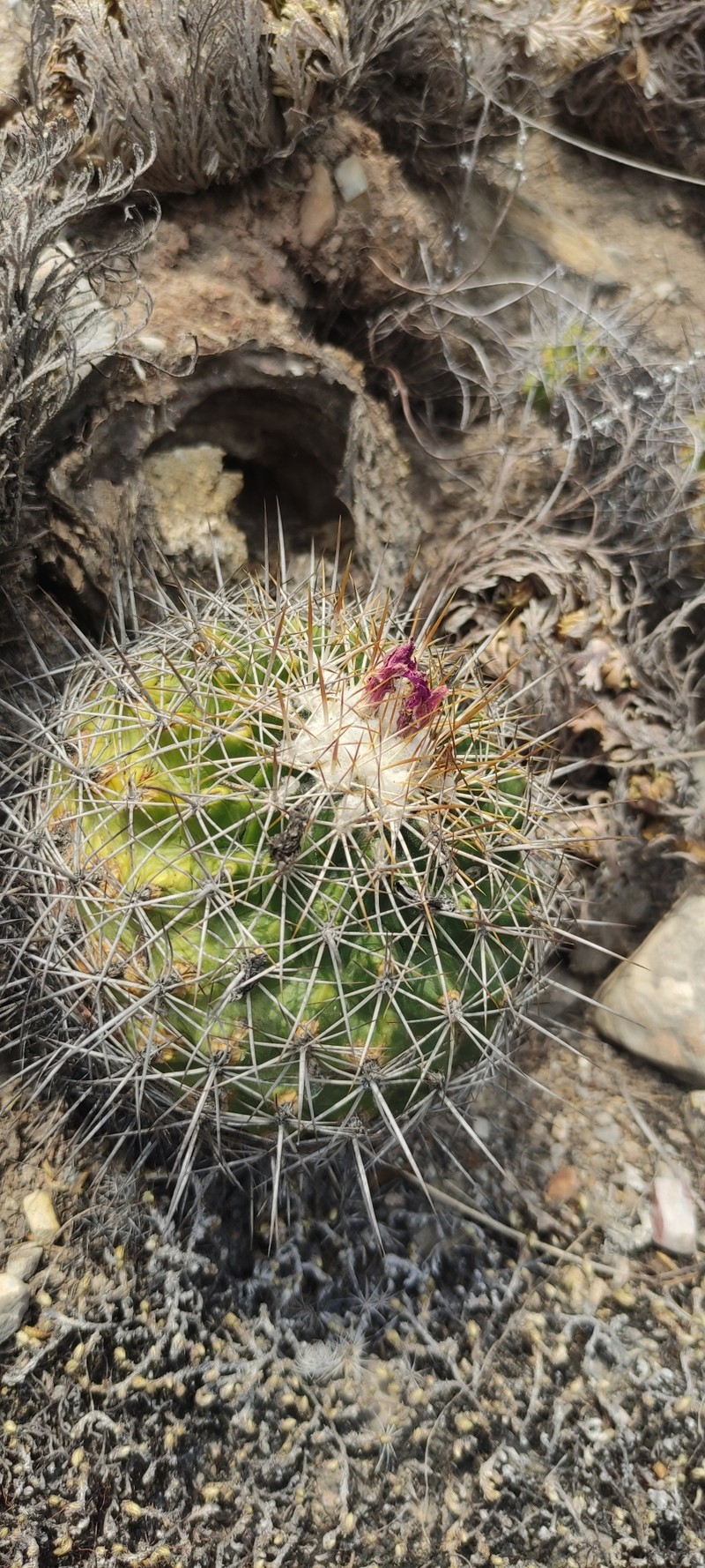 Kadenicarpus horripilus photo 3