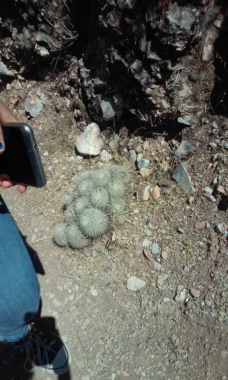 Kadenicarpus horripilus photo 4