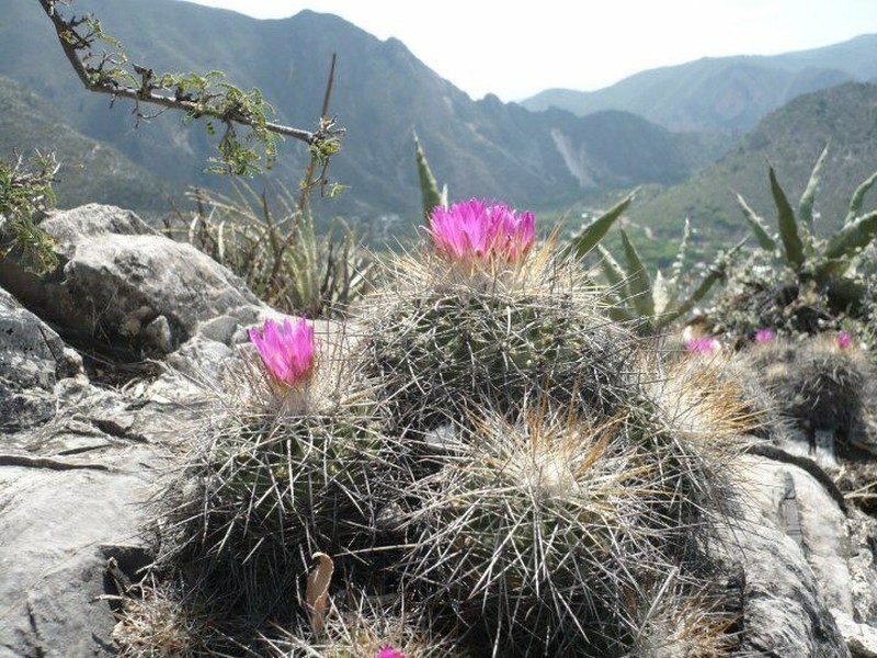 Kadenicarpus horripilus photo 5