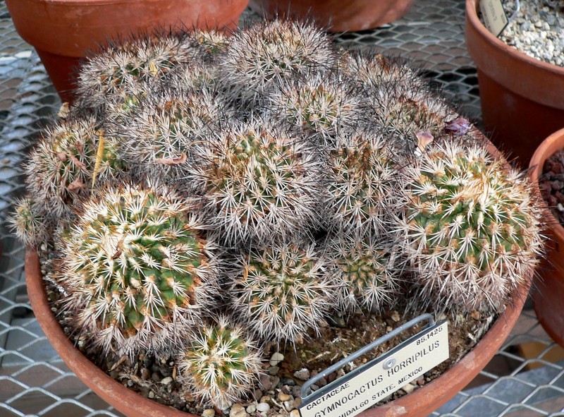 Kadenicarpus horripilus