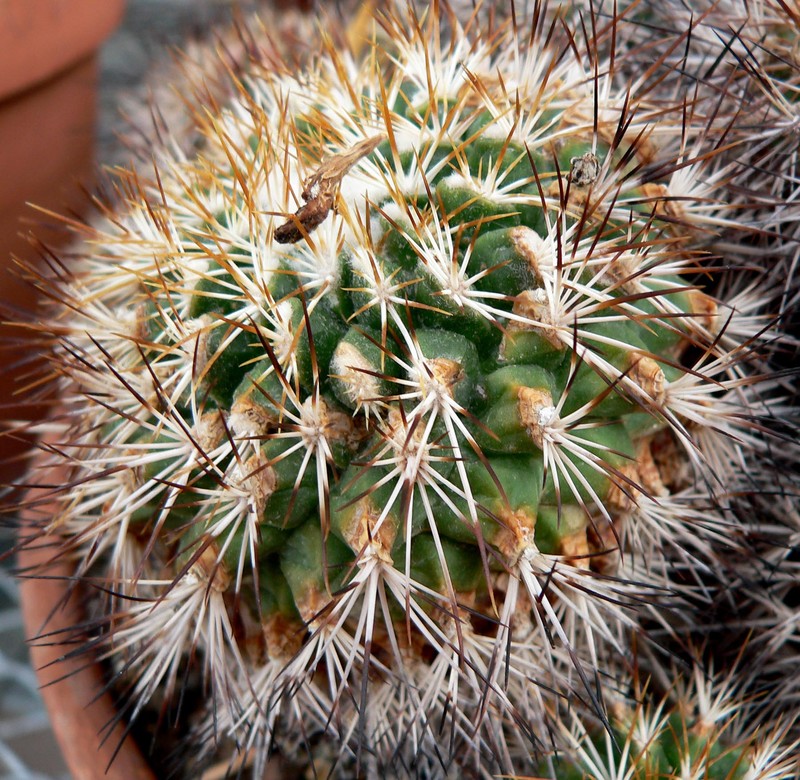 Kadenicarpus horripilus photo 6