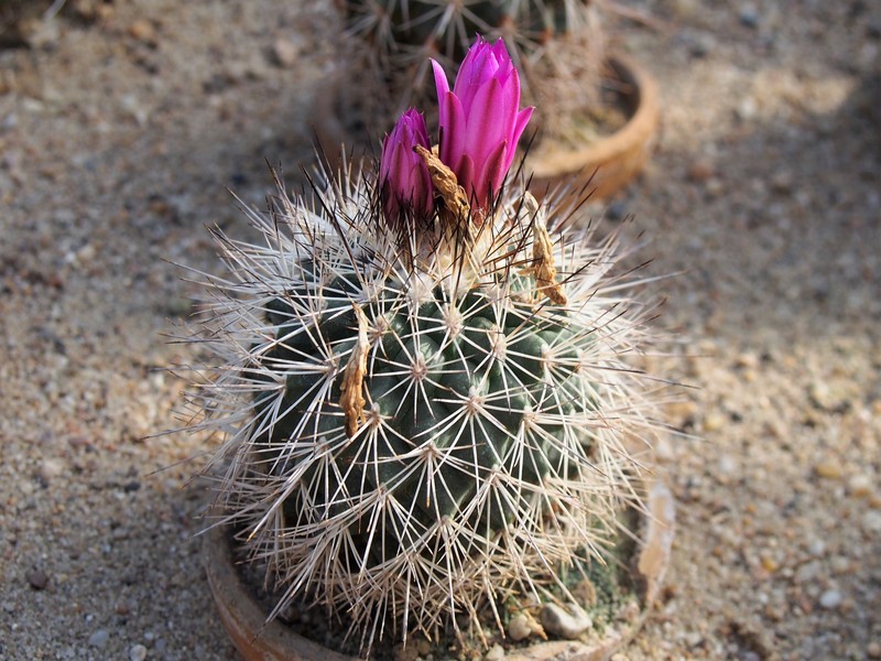 Kadenicarpus horripilus photo 7