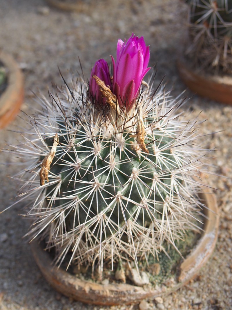 Kadenicarpus horripilus photo 8