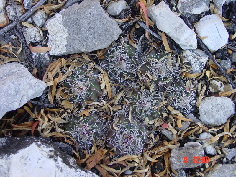Kadenicarpus pseudomacrochele subsp. krainzianus photo 2