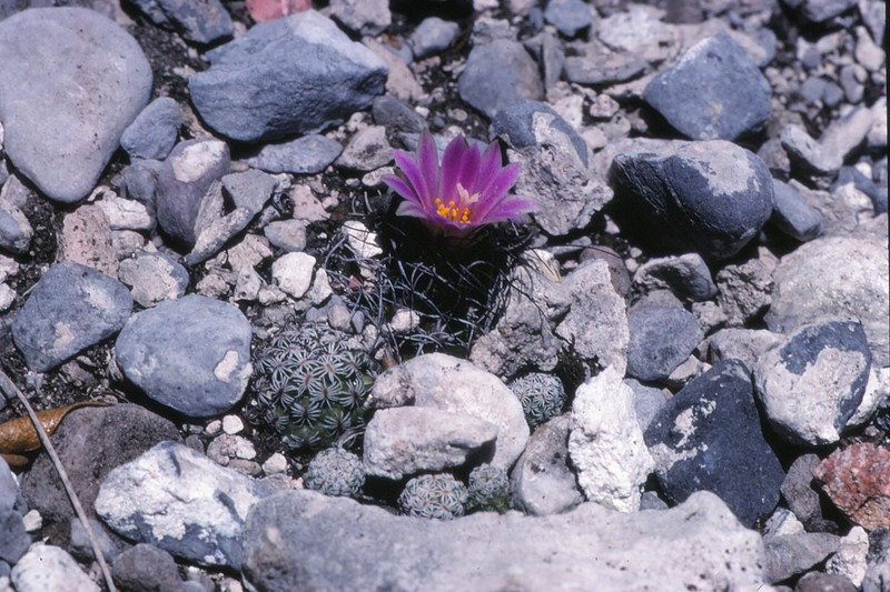 Kadenicarpus pseudomacrochele subsp. krainzianus photo 3