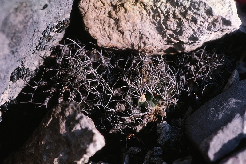 Kadenicarpus pseudomacrochele subsp. krainzianus photo 4