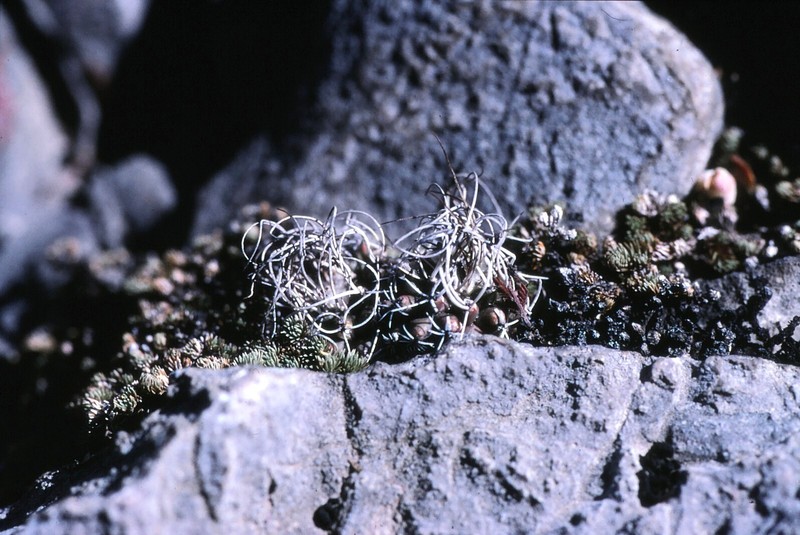 Kadenicarpus pseudomacrochele subsp. krainzianus photo 5