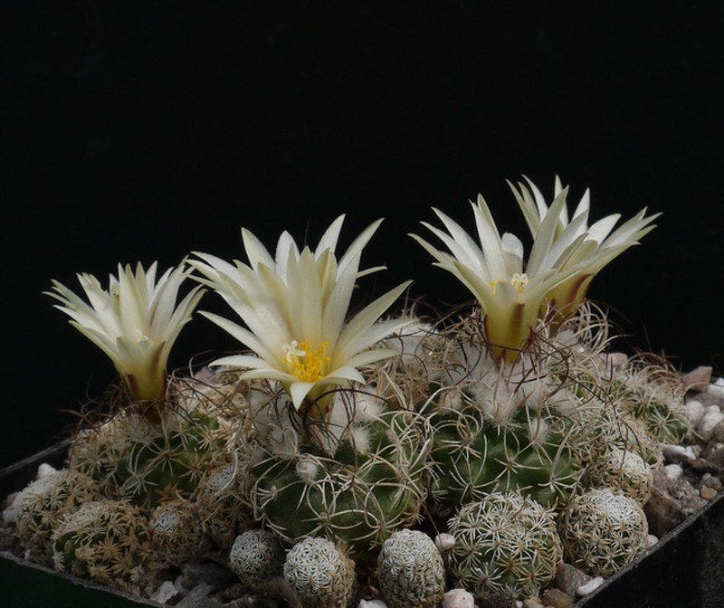 Kadenicarpus pseudomacrochele subsp. krainzianus