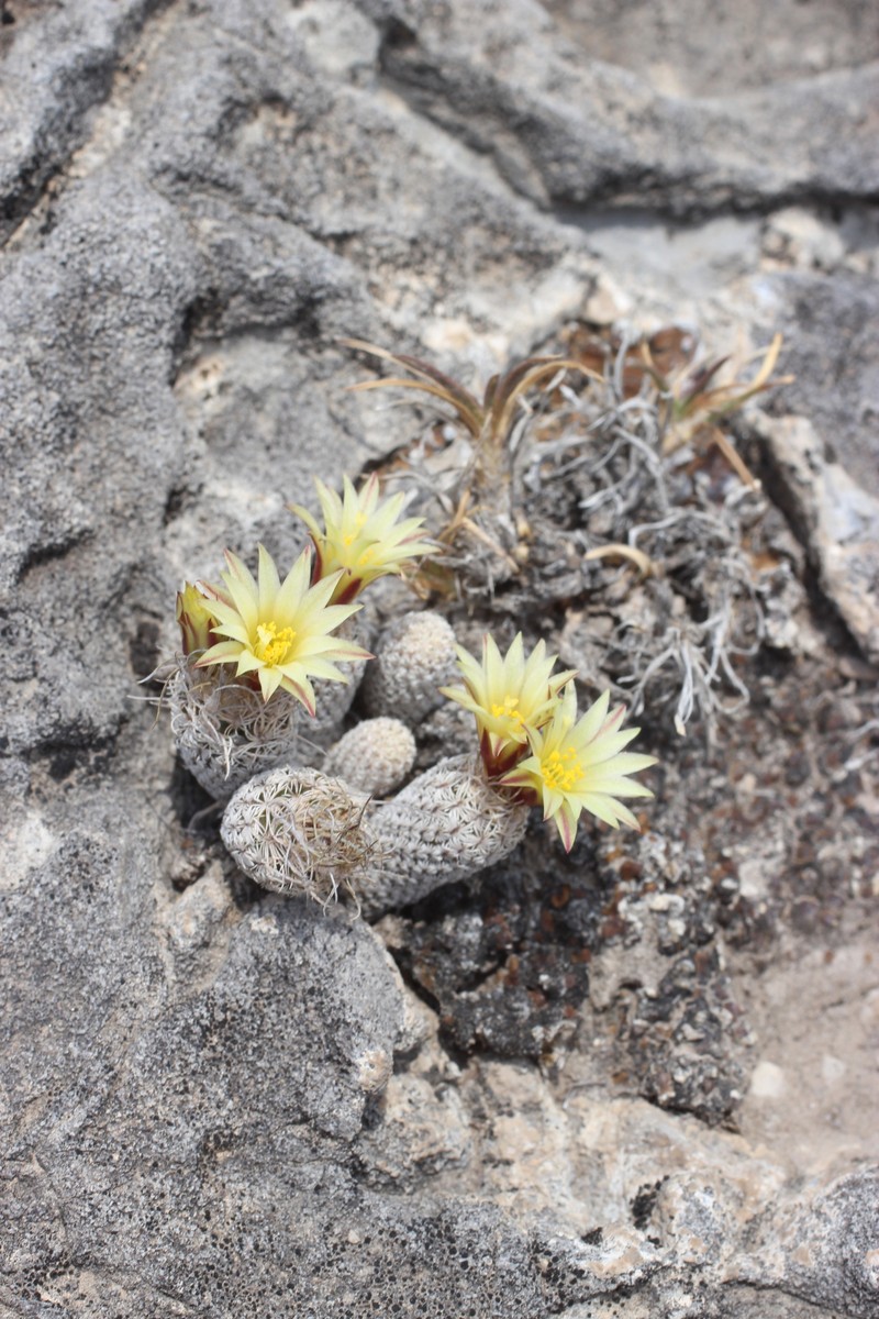 Kadenicarpus pseudomacrochele subsp. minimus photo 2