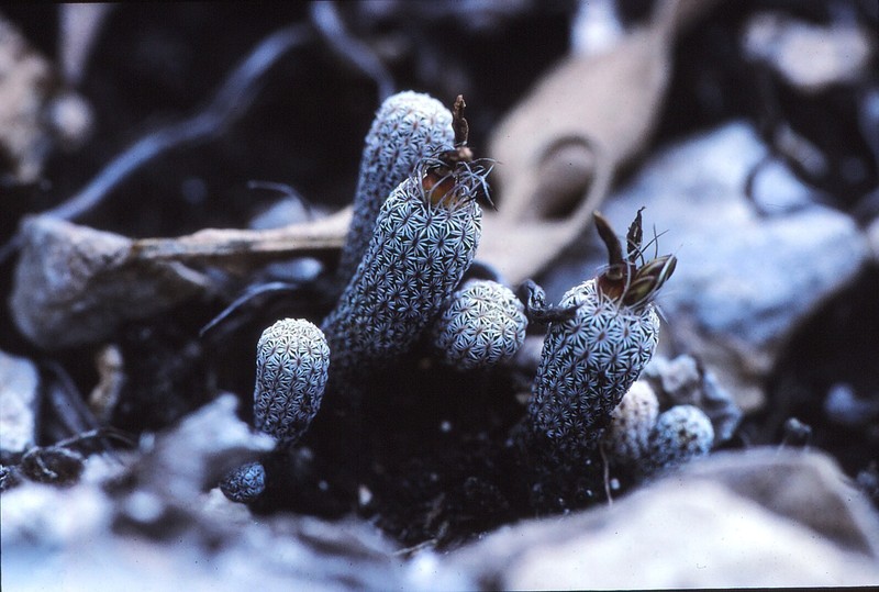 Kadenicarpus pseudomacrochele subsp. minimus photo 4