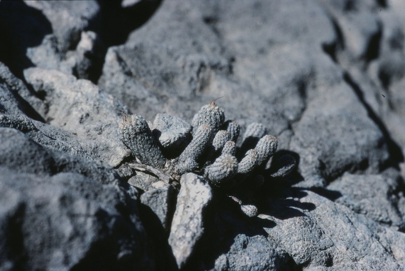 Kadenicarpus pseudomacrochele subsp. minimus photo 5