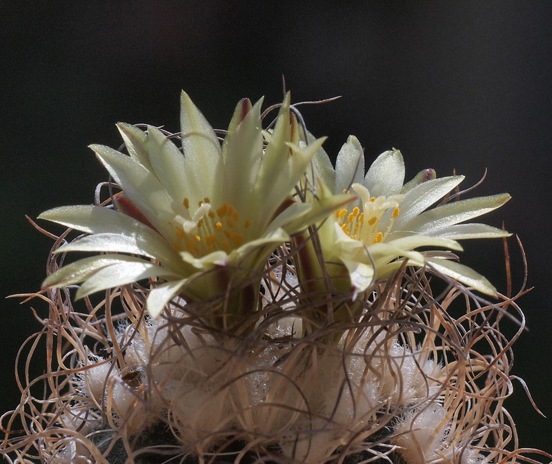 Kadenicarpus pseudomacrochele subsp. minimus