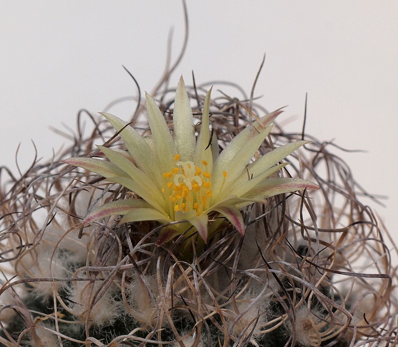 Kadenicarpus pseudomacrochele subsp. minimus photo 6