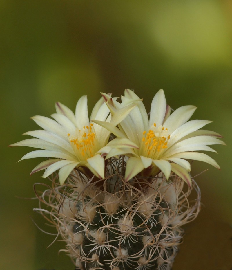 Kadenicarpus pseudomacrochele subsp. minimus photo 7