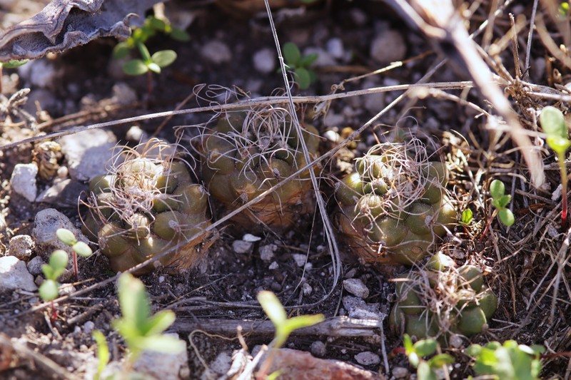 Kadenicarpus pseudomacrochele subsp. pseudomacrochele