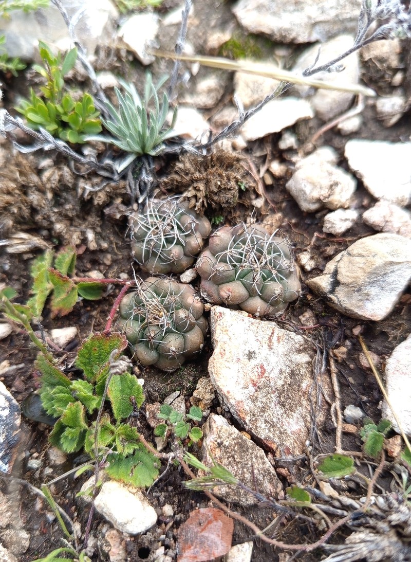 Kadenicarpus pseudomacrochele subsp. pseudomacrochele photo 2