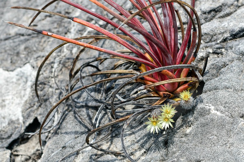 Kadenicarpus pseudomacrochele subsp. pseudomacrochele photo 3