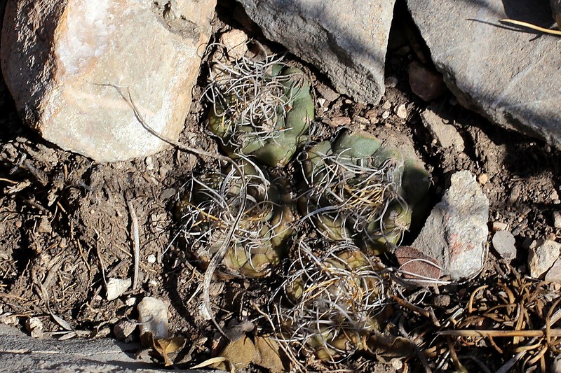 Kadenicarpus pseudomacrochele subsp. pseudomacrochele photo 4