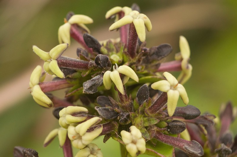 Variable Starviolet photo 3
