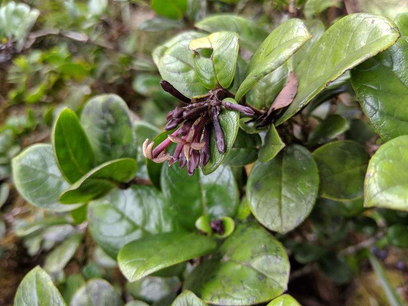 Variable Starviolet photo 4