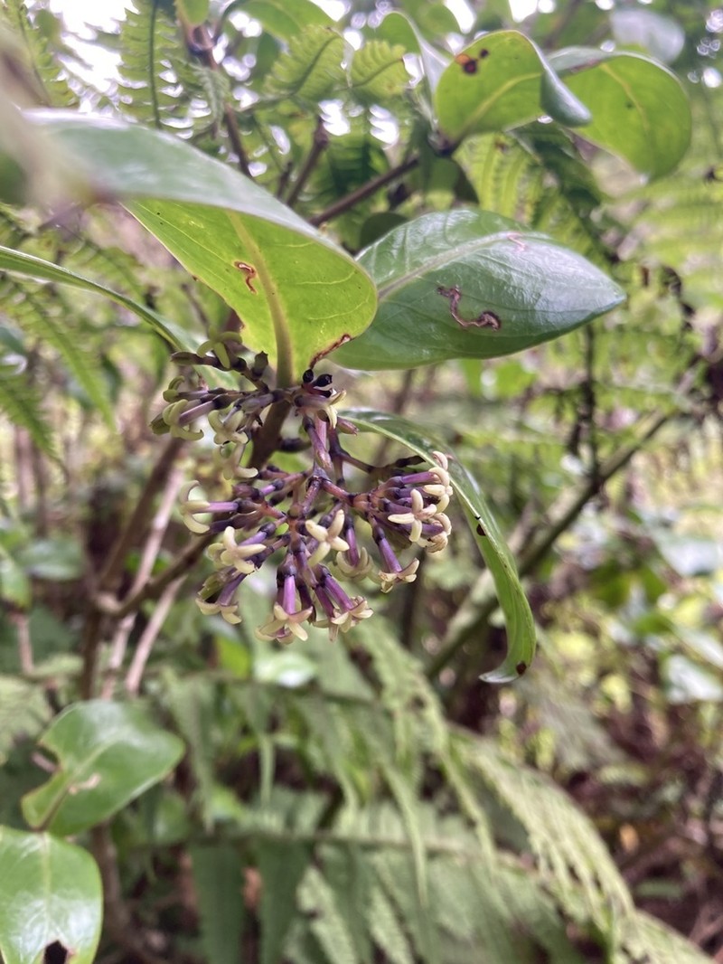 Variable Starviolet photo 6
