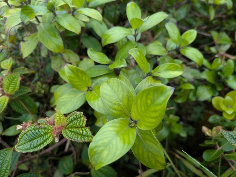 Variable Starviolet photo 7