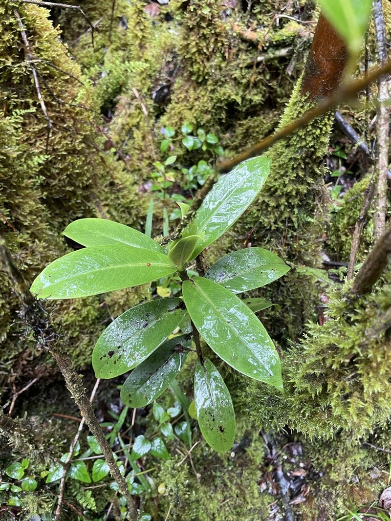 Variable Starviolet photo 8