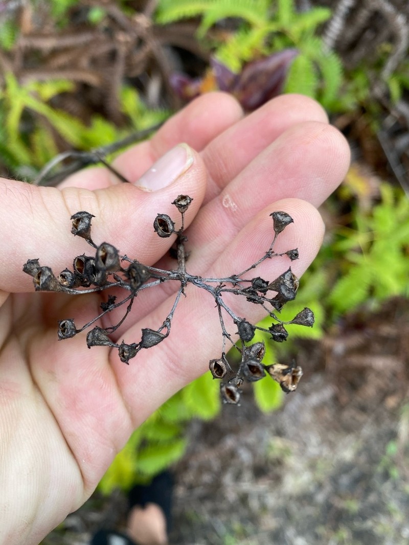 Forest Starviolet photo 2