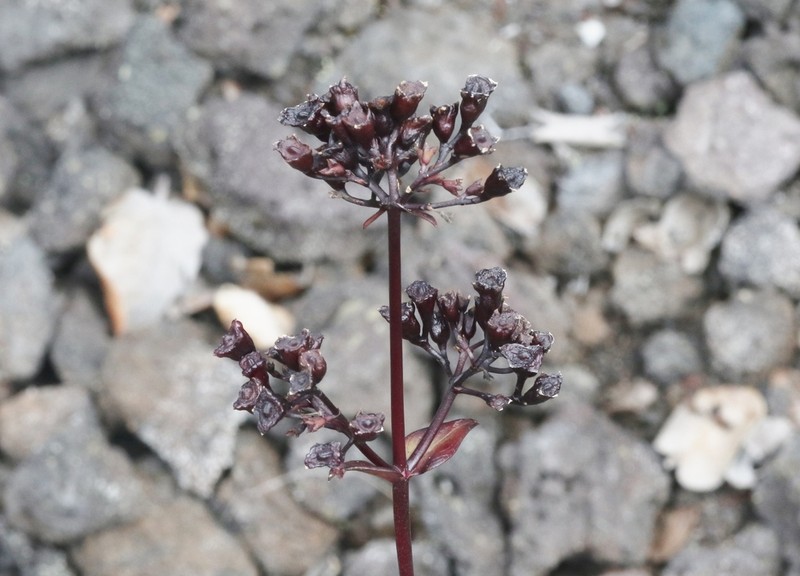 Forest Starviolet photo 4