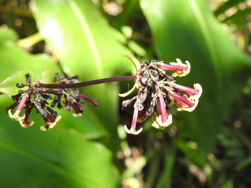 Forest Starviolet photo 6