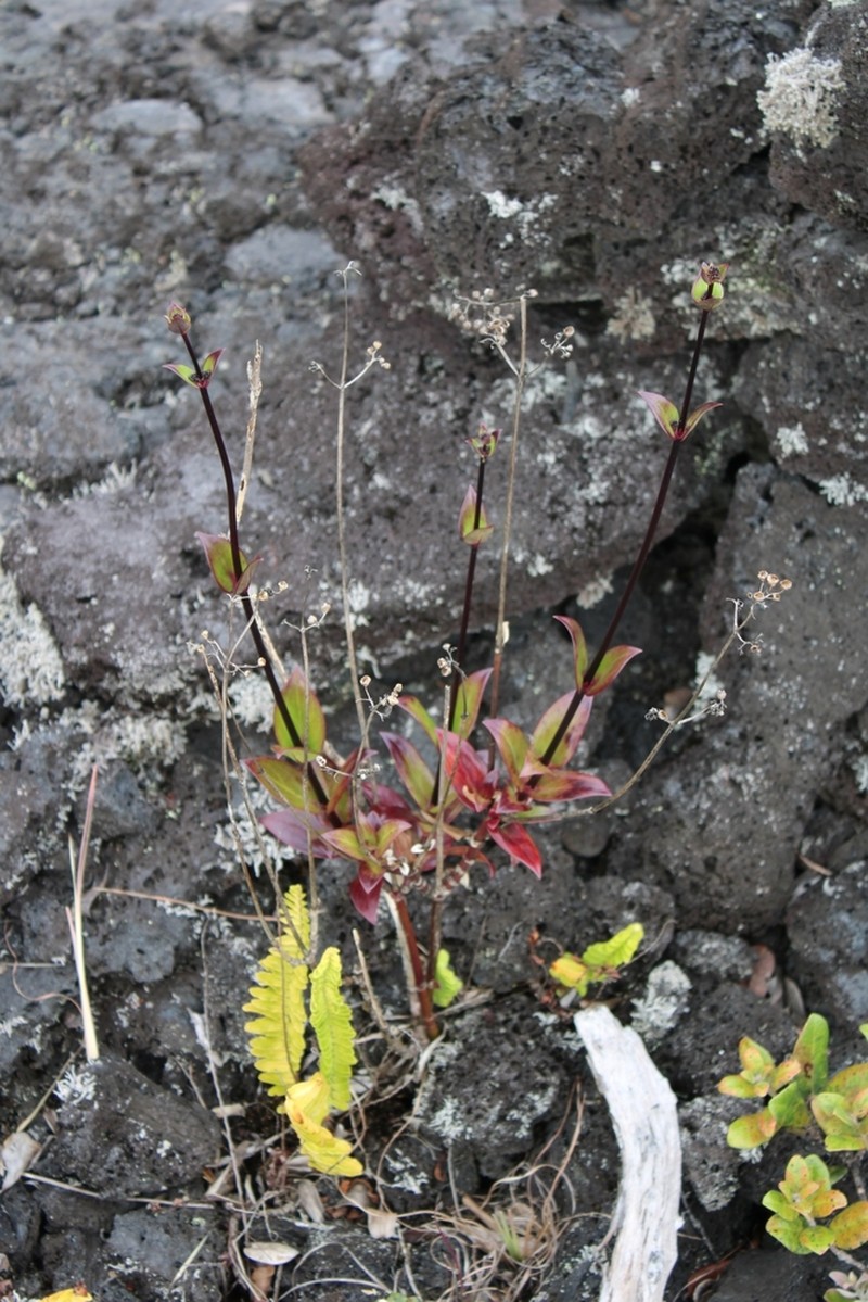 Forest Starviolet photo 8