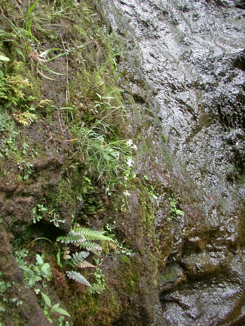 'Awiwi