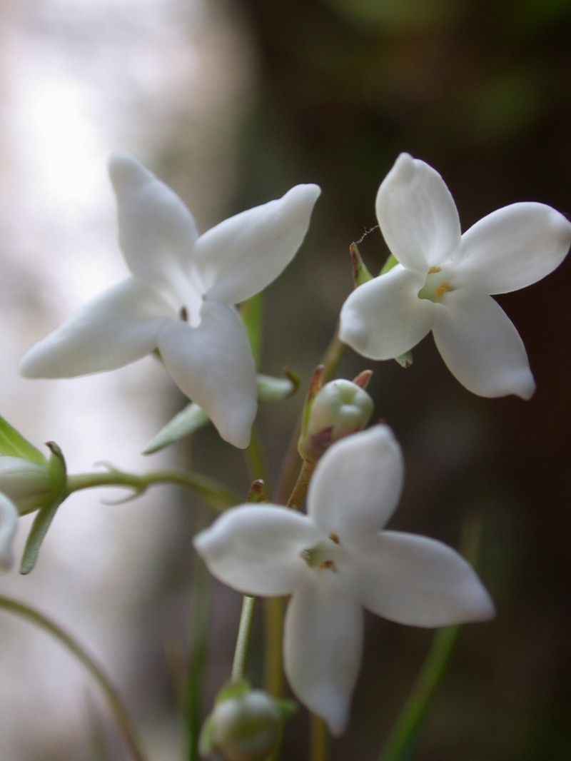'Awiwi photo 2