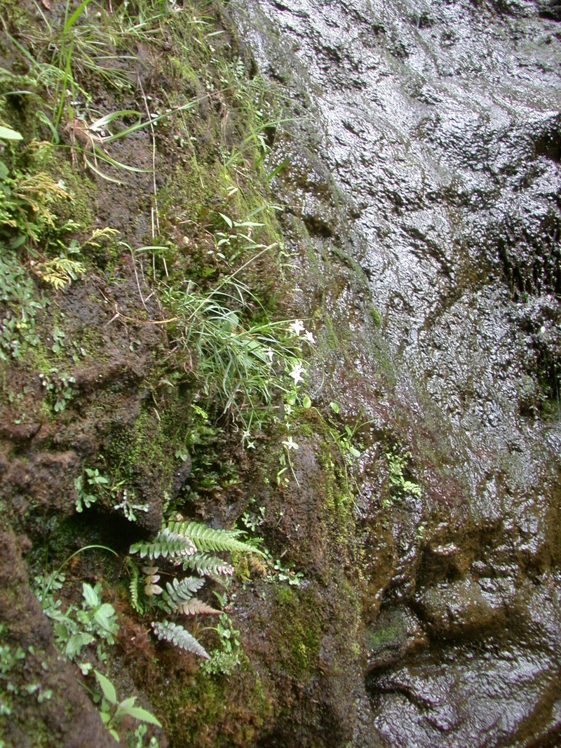 'Awiwi photo 6