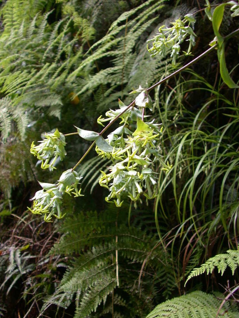 Kopa photo 6