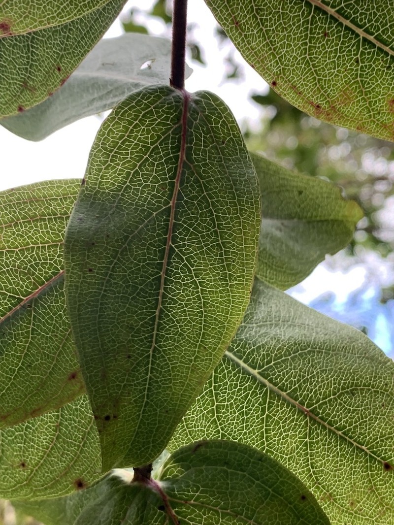 Kopa photo 7