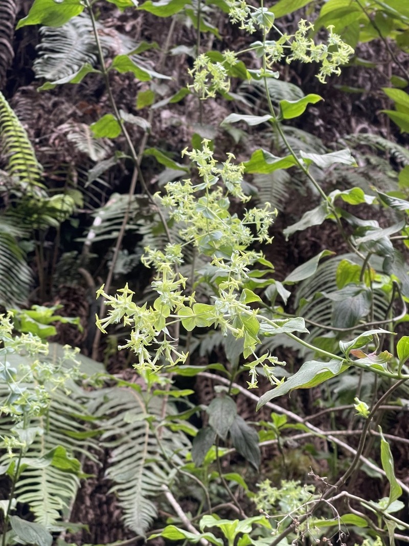 Kopa photo 8