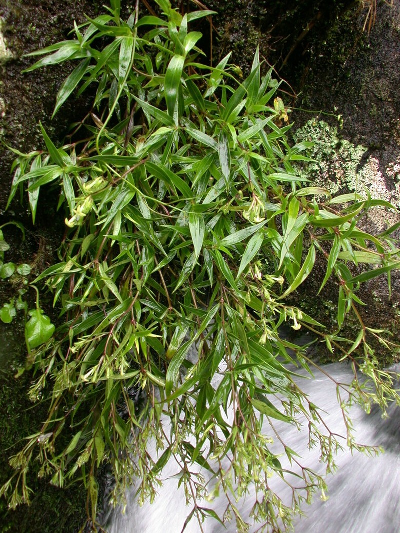 'Uiwi photo 2