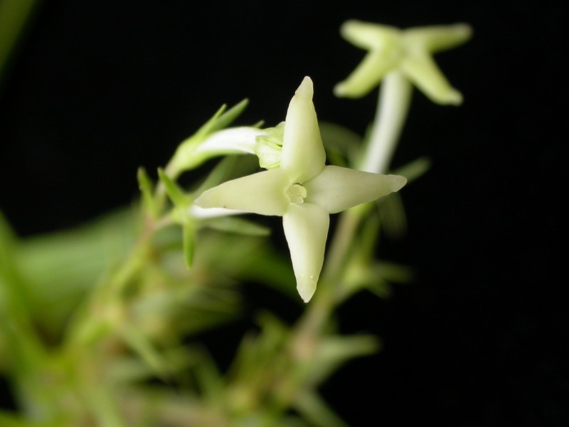 'Uiwi photo 3
