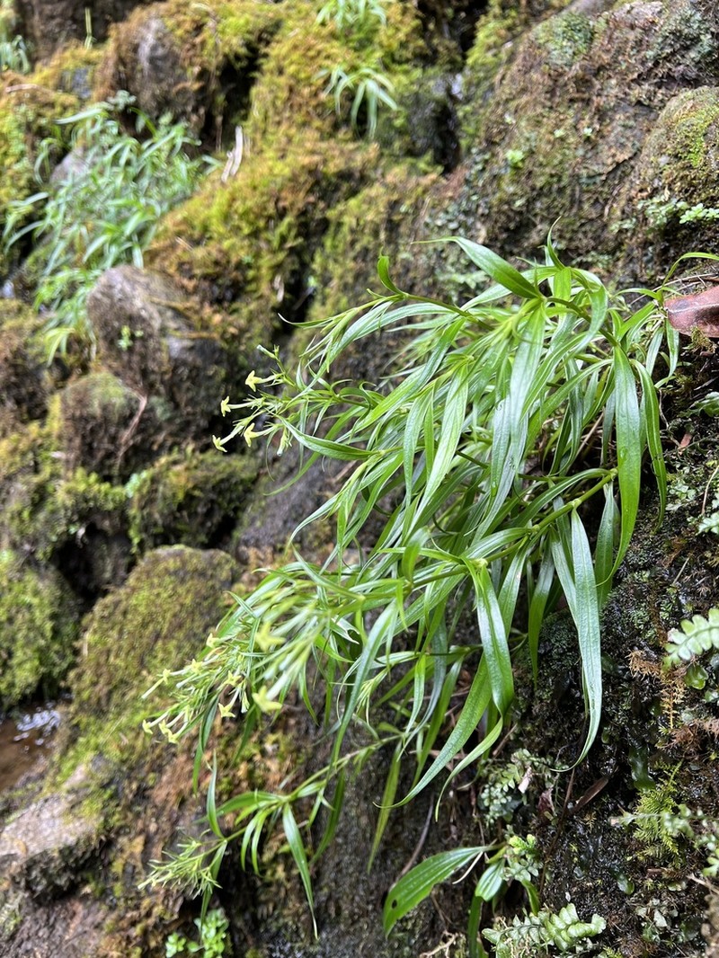 'Uiwi photo 4