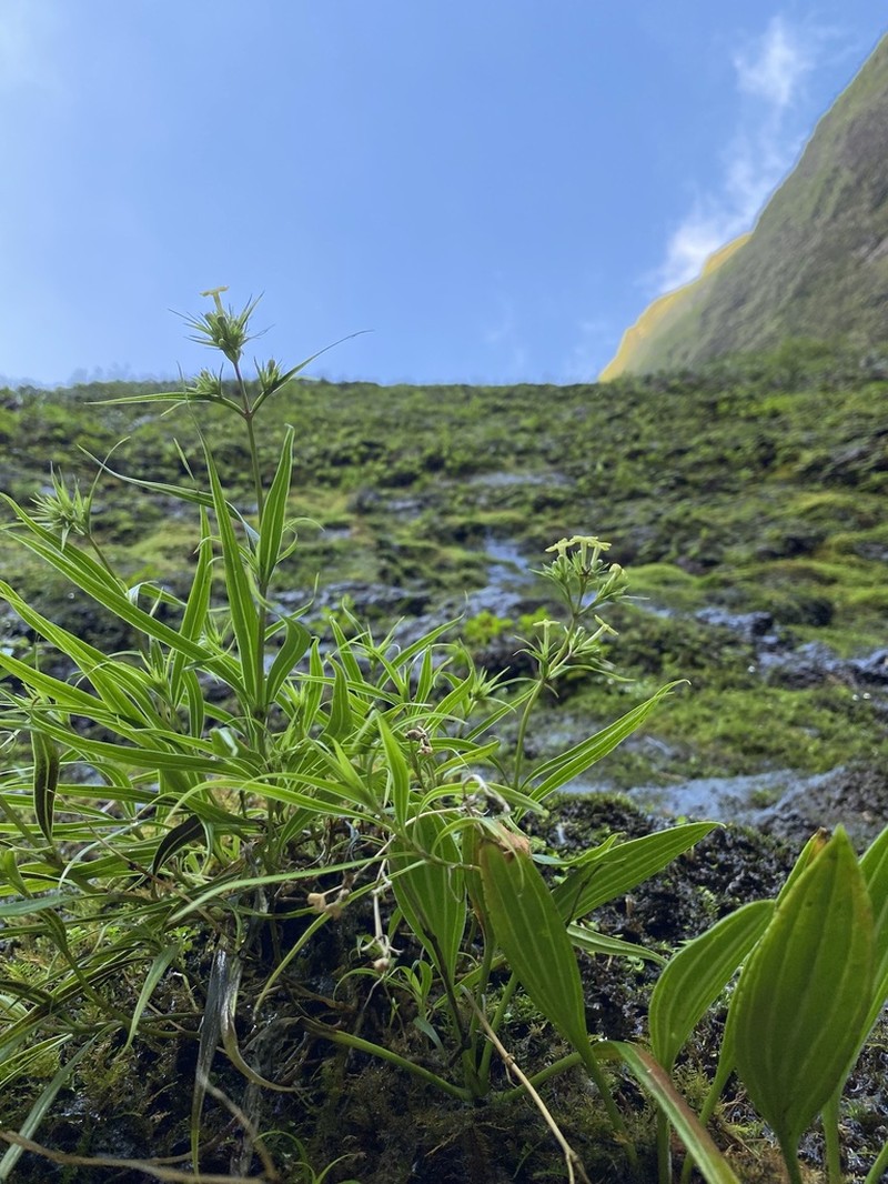 'Uiwi photo 5