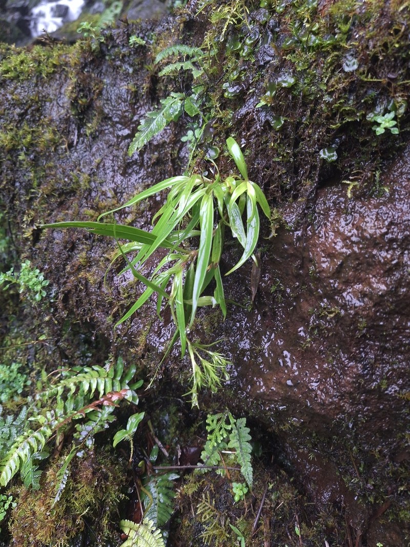 'Uiwi photo 6