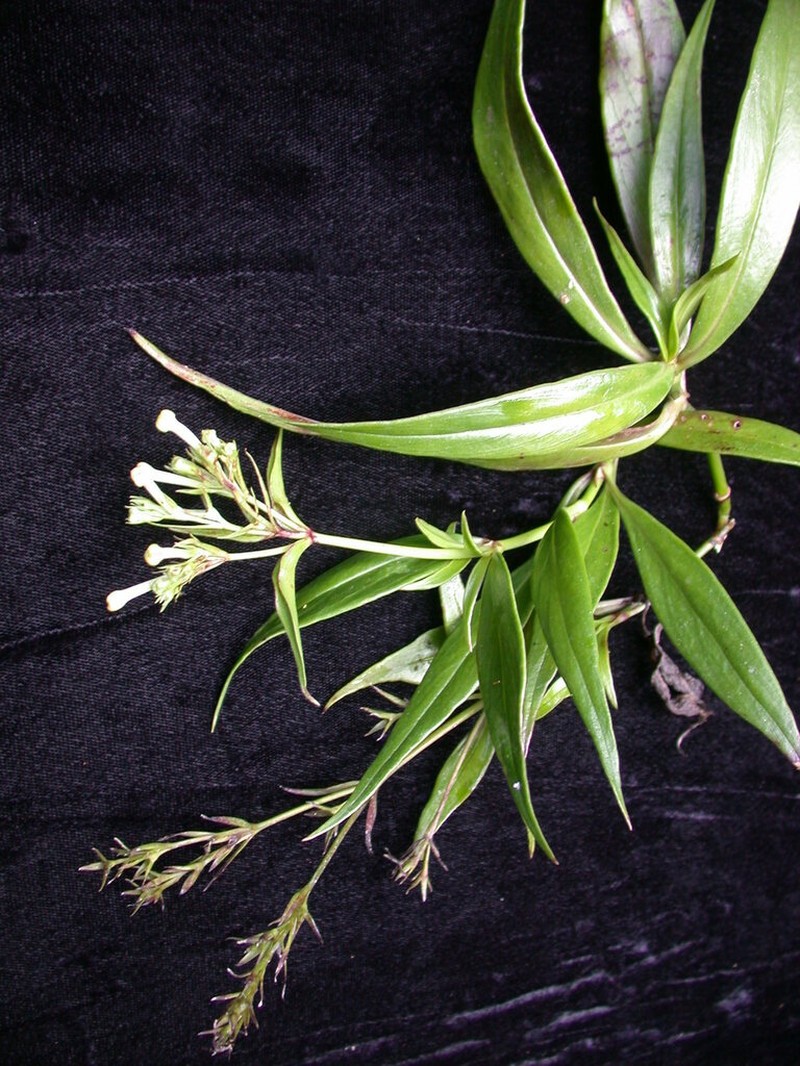 'Uiwi photo 7