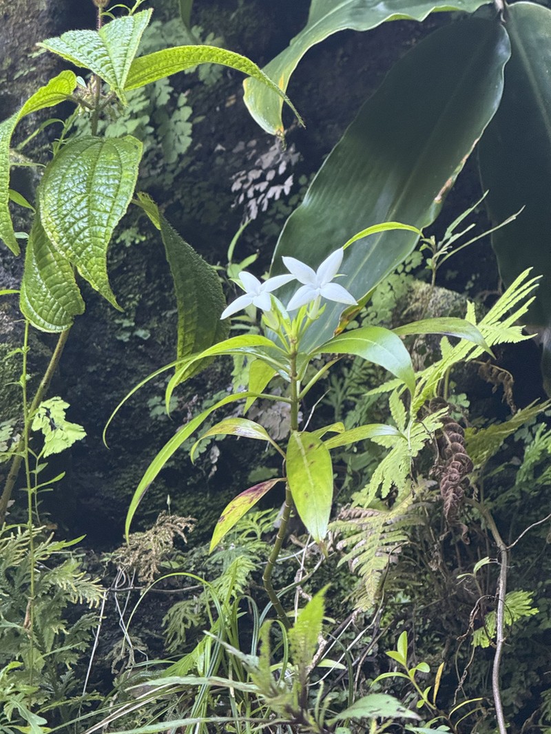 Kamapua'A