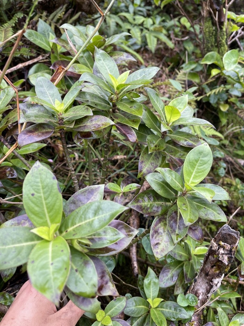 Kamapua'A photo 2