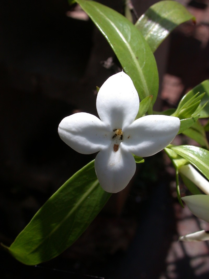 Kamapua'A photo 4
