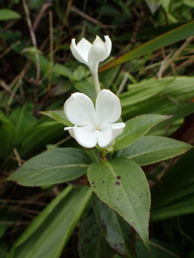 Kamapua'A photo 7