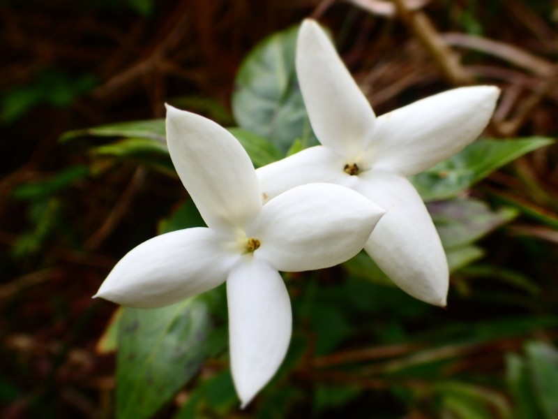 Kamapua'A photo 8