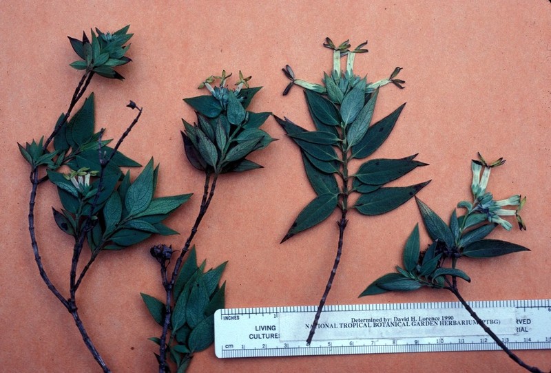 Cliff-Dwelling Starviolet