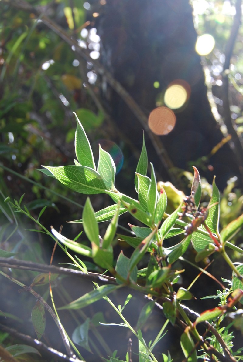 Cliff-Dwelling Starviolet photo 3